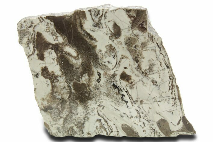 Polished Precambrian Stromatolite Slab - Siberia #363040